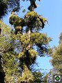 thn_NZ leden-unor 2006 257.jpg
